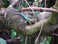 Sceloporus taeniocnemis