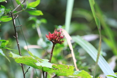 Clerodendrum bungei