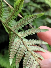 Dryopteris bissetiana