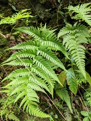 Dryopteris bissetiana