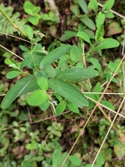 Hypericum erectum