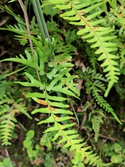 Pteris semipinnata
