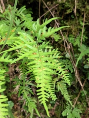 Pteris semipinnata