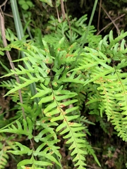 Pteris semipinnata