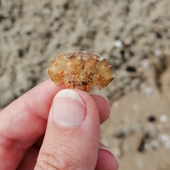 Liocarcinus navigator