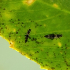 Caliothrips