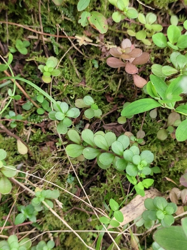 Chinese woodland stonecrop