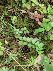 Sedum emarginatum