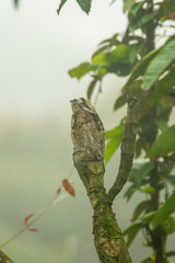 Nyctibius griseus