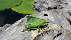 Paracyrtophyllus robustus