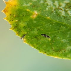 Caliothrips