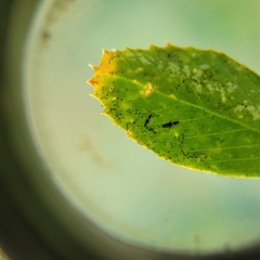 Caliothrips