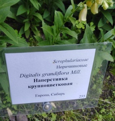 Digitalis