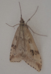 Udea washingtonalis