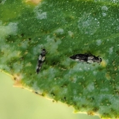 Caliothrips