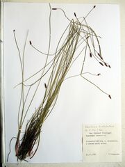 Eleocharis kamtschatica
