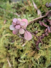 Sedum emarginatum