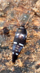 Xenolepisma globosum