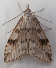 Udea washingtonalis