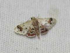 Idaea asceta