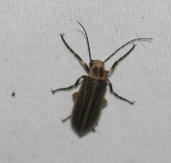 Pseudozonitis labialis