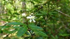 Acradenia frankliniae