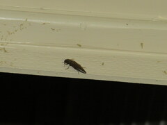 Orthostethus infuscatus