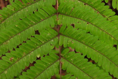 Pteris setulosocostulata