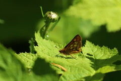 Carterocephalus skada