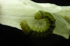 Lepidoptera