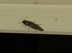 Orthostethus infuscatus