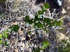 Boronia albiflora