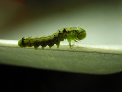 Lepidoptera