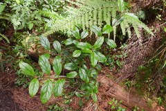 Viburnum taitoense