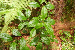 Viburnum taitoense