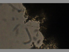 Oscillatoria redekei