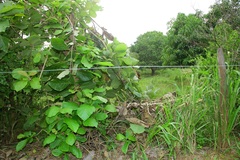 Kerivoula picta