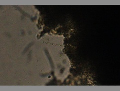 Oscillatoria redekei