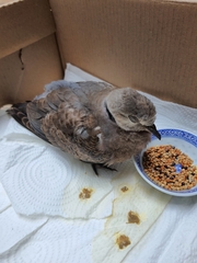 Streptopelia tranquebarica humilis