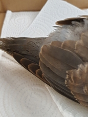 Streptopelia tranquebarica humilis