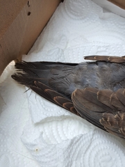 Streptopelia tranquebarica humilis