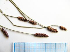 Eleocharis kamtschatica