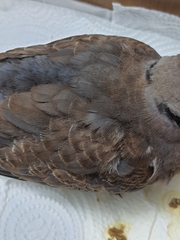 Streptopelia tranquebarica humilis