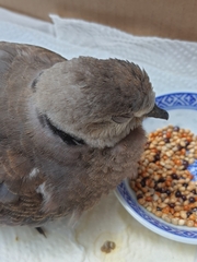 Streptopelia tranquebarica humilis