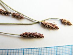 Eleocharis kamtschatica