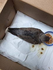 Streptopelia tranquebarica humilis