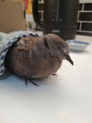 Streptopelia tranquebarica humilis