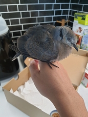 Streptopelia tranquebarica humilis