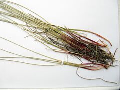 Eleocharis kamtschatica