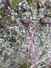 Pinguicula parvifolia